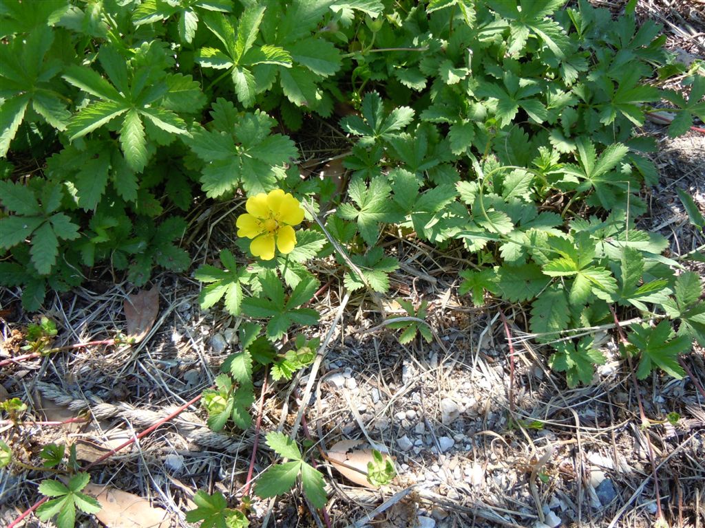 Potentilla reptans